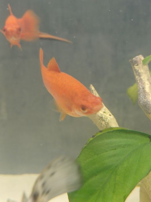 Молинезия и меченосец