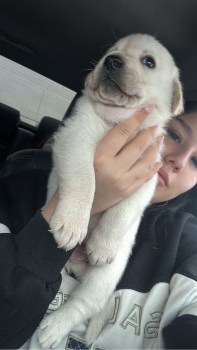 продам лабрадора