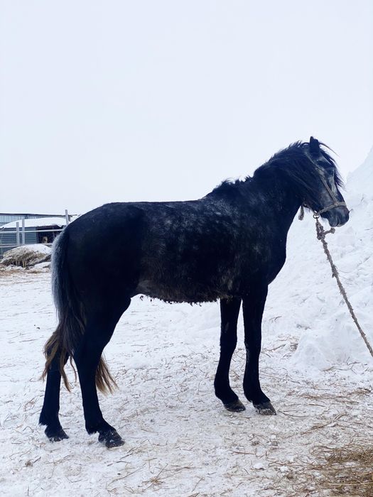 Айгыр сатылады, продается жеребец.