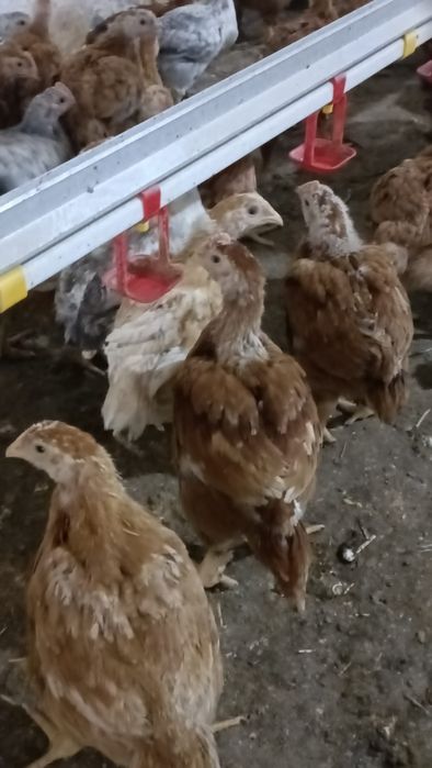 Pui albi de carne și rasa mixta