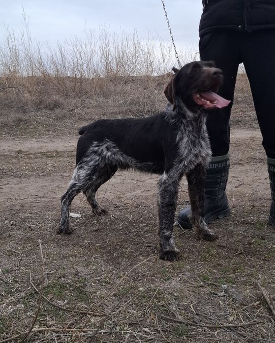 Продам Дратхаар кобеля