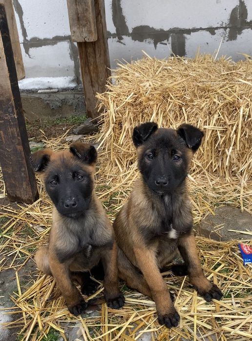 бельгийская овчарка