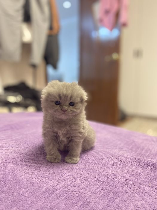 Шотланские котята
