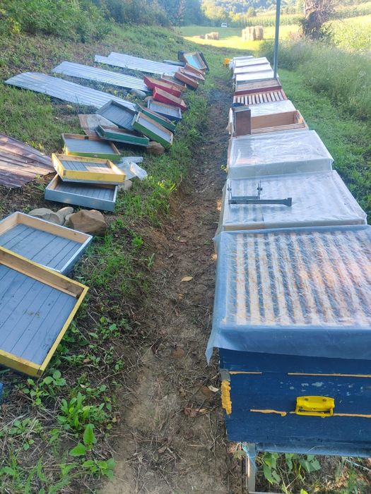 Se vinde 17 famili de albine in judetul Bistrița Năsăud