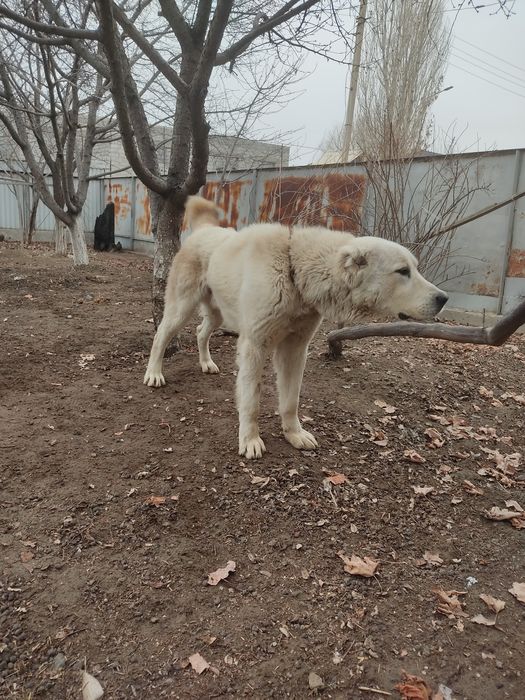 Продается собака почти 2 года