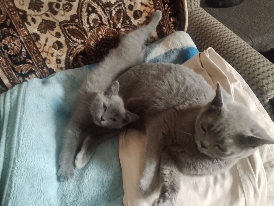 Срочно Котёнок британец...