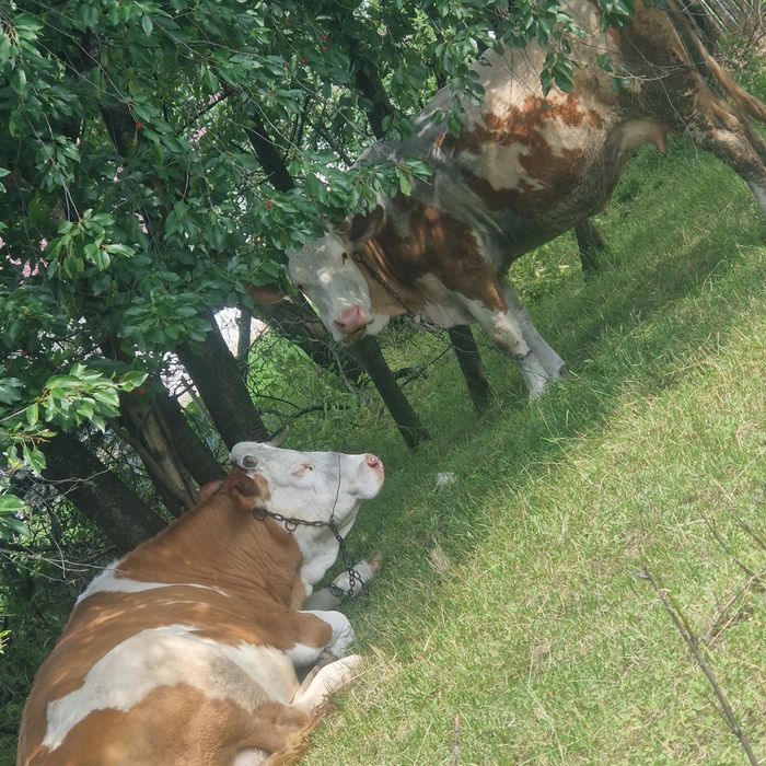 Vaca Baltata Romaneasca