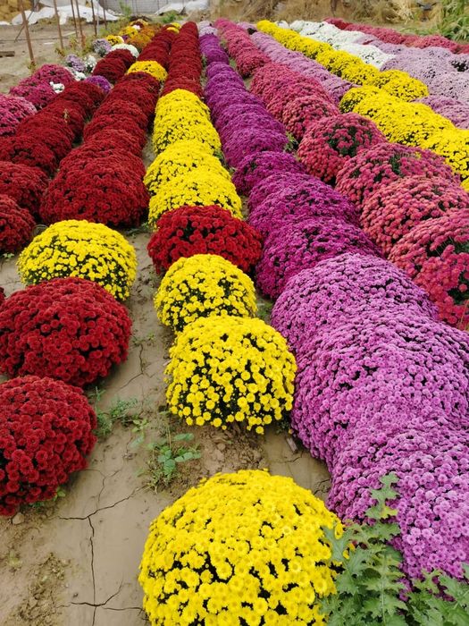 Көшет/Өсімдік егеміз