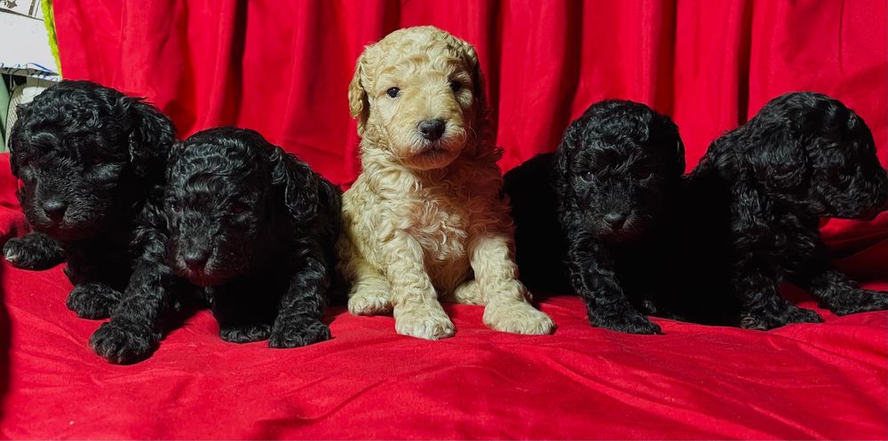 Продам щенков Той-пуделя