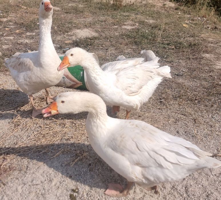 Продам гусей большие крупные линда