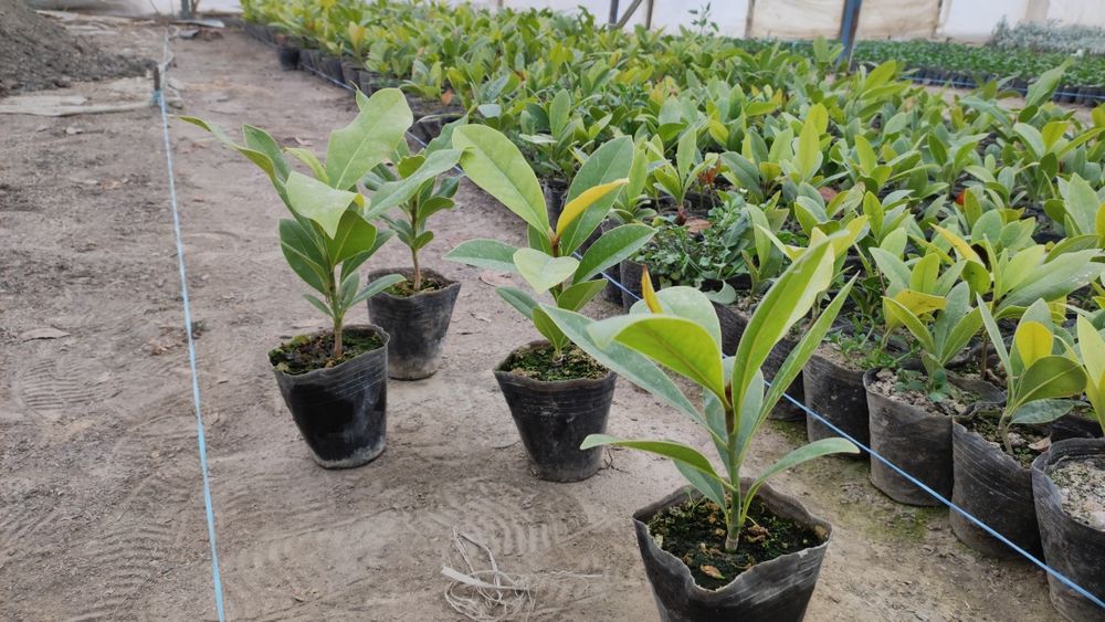 Магнолия графология кўчалари сотувга қўйдик 2 йиллик пишган кўчат буйи