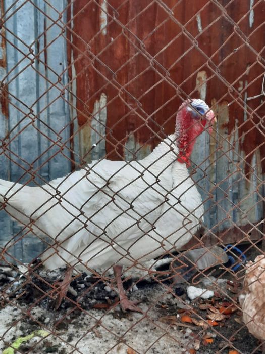 Индюки индуюшата