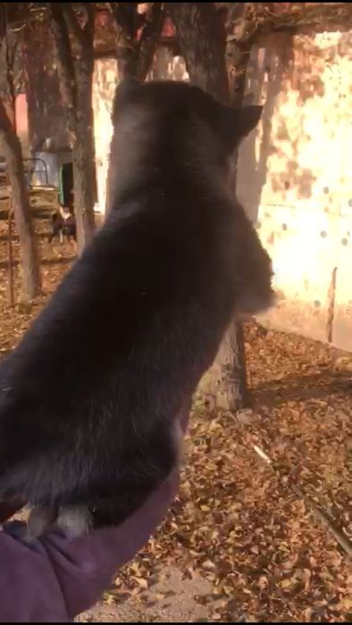 Полуторамесячная девочка хаски