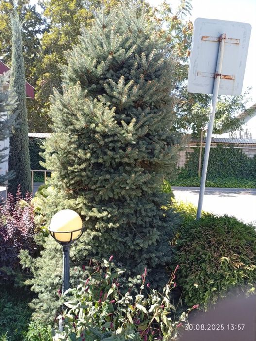 Galubayel archa sotiladi