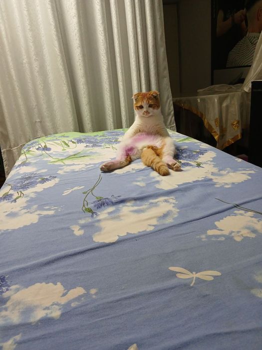 Шотландская вислоухая мальчик