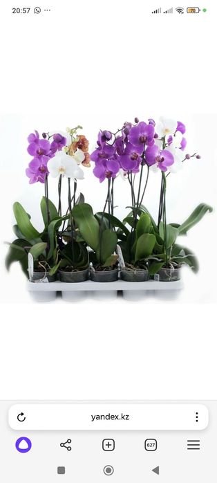 Орхидеи не цветущие в данный момент