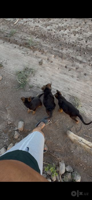 Zoti toza nemis ovcharka 3ta kuchuk erkagi bor 2oylik boldi