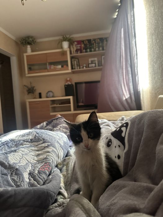 Отдаем котенка в хорошие руки