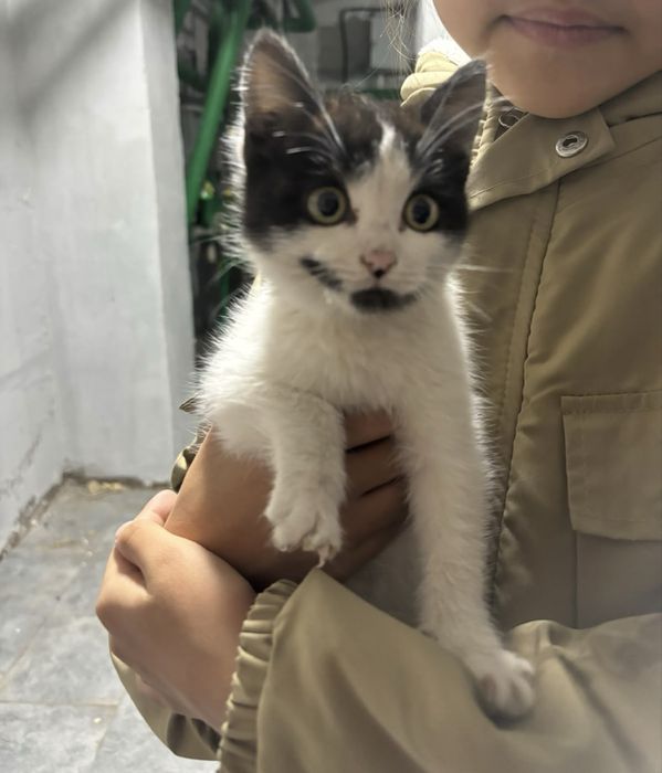 Котенок ищет  дом