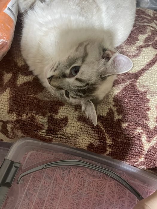 Отдадим бесплатно кошку в добрые руки