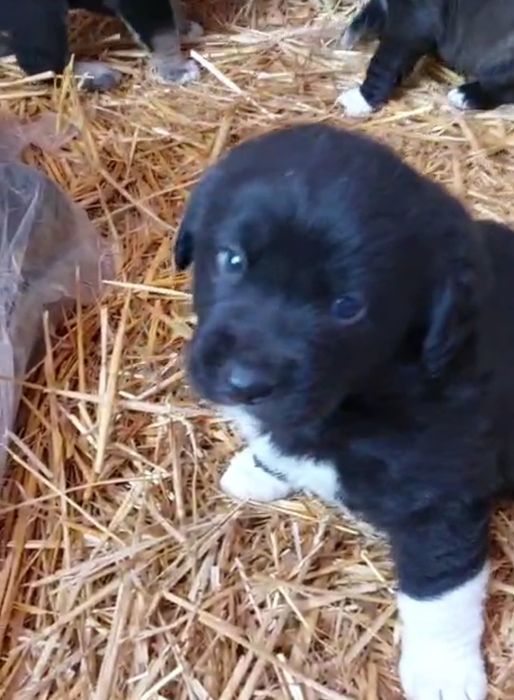 Donație pui căței