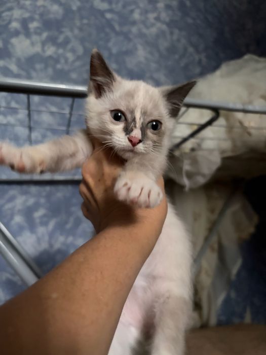 Отдам котят в добрые руки
