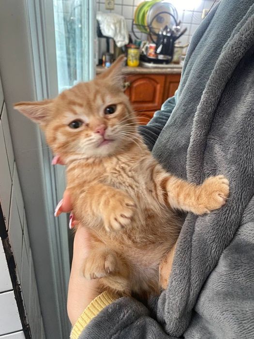 Продавам дългокосмести котенца.