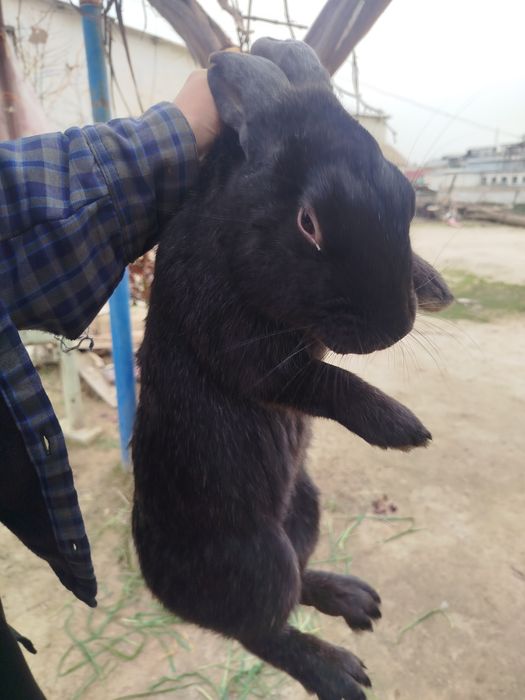 Куён сотилади, соглом