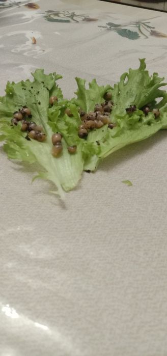 Ахалтекинские улитки