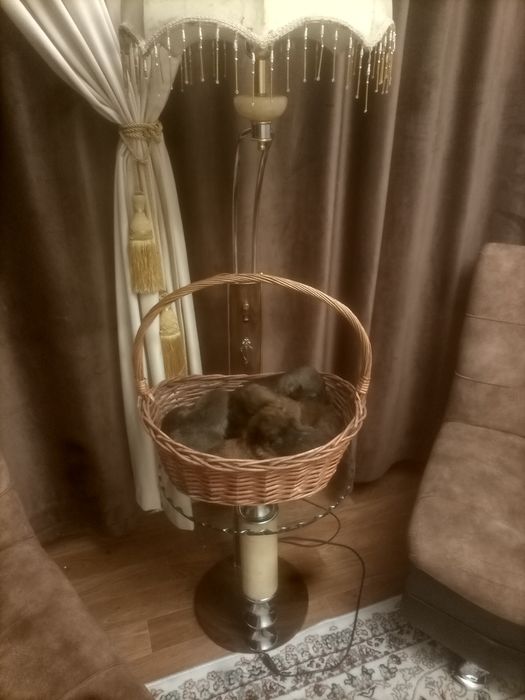 Отдам классных щенков