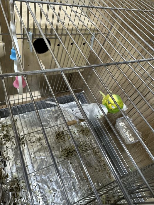 Папугайла Сотилади