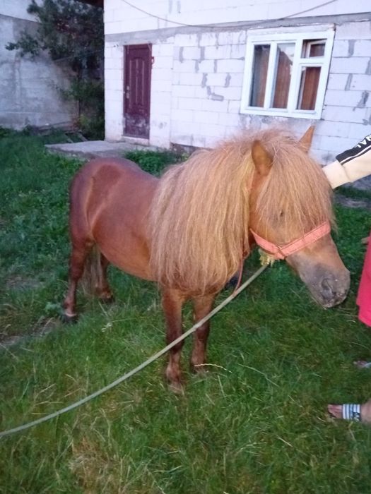 Ponei Armăsar cuminte