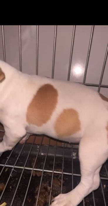 Джек рассел терьер