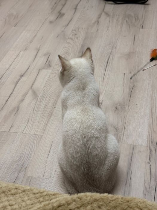 Котенок кот мальчик 8 месяцев