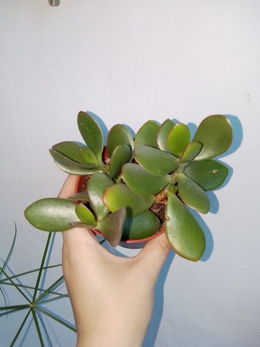 Цветы продажа петропавловск