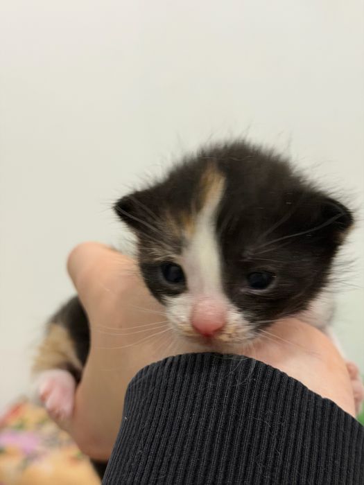 Бронь на котят на сентябрь