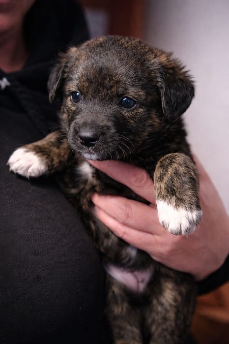 Щенки русского спаниэля