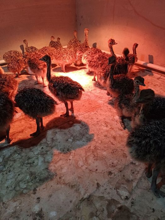 Страус,туякуш жужалари,острич,tuyaqush,straus,ostrich сотилади