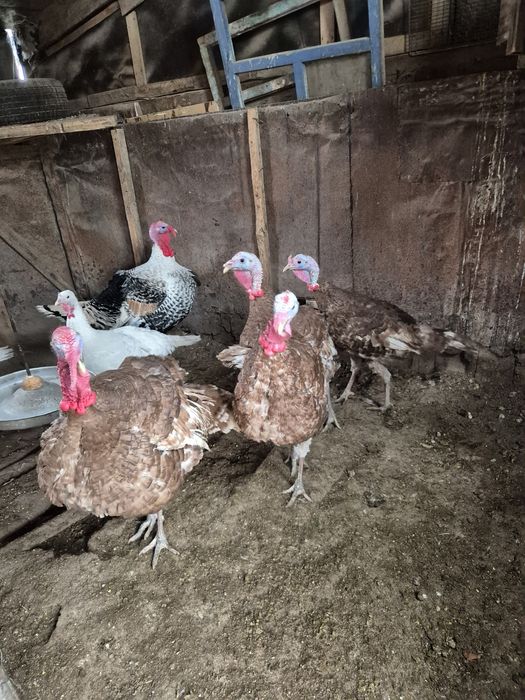 Индюки на племя узбекская палевая