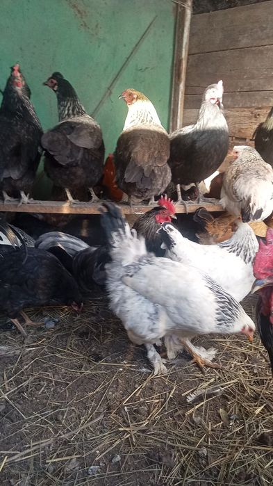 тауықтар сатылады