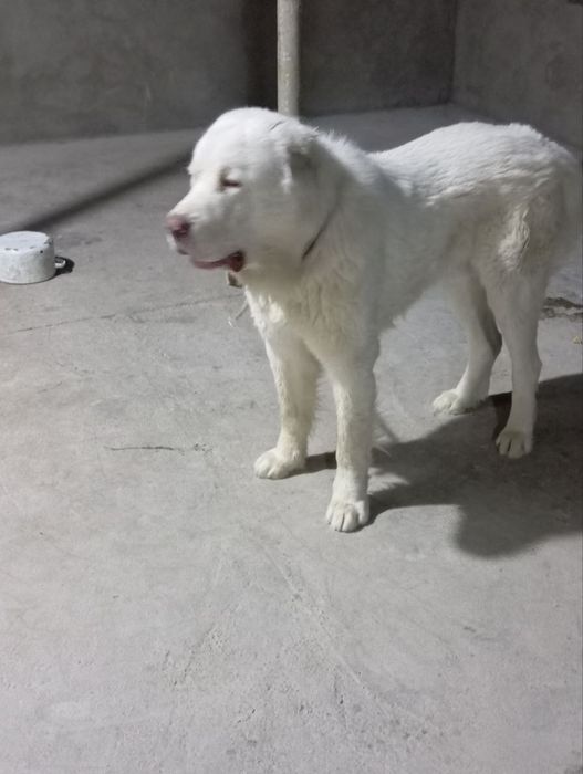 Alabay  1 yosh Алабай ARCHO