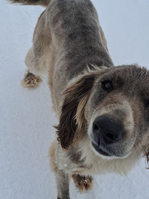 Тазы охотничи сучка