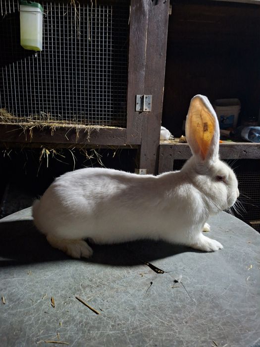 Vând Urias german alb