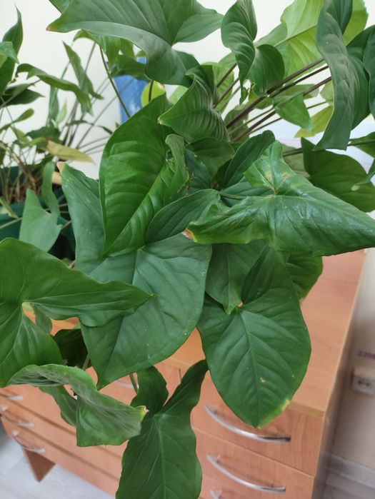 Размер 38,цена 5000 тенге. Цветы