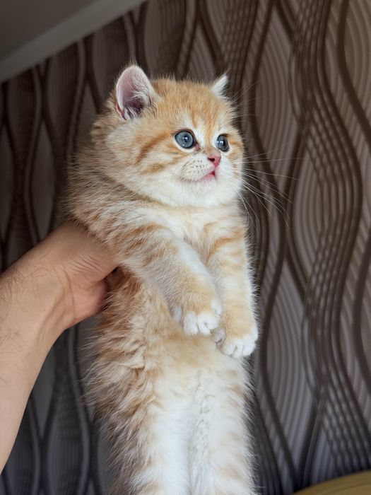 Котята Scottish Fold / British Shorthair золотая шиншилла