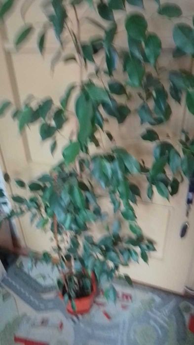 Бенджамин -цвете