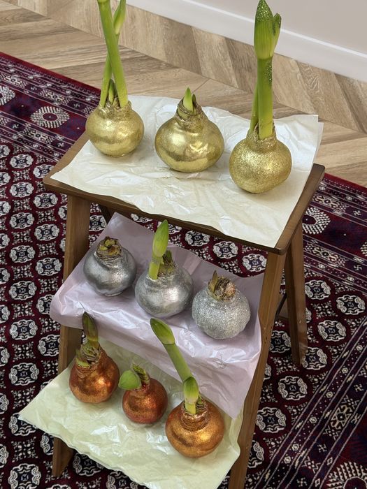 Амариллис в воске