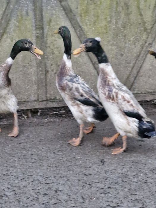 Rațe indiene  de vânzare