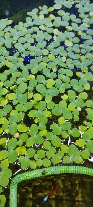 Самцы гуппи Уй балик эркаклар