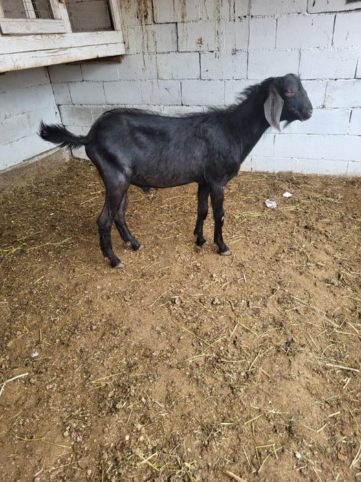 Сатамын теке 55000